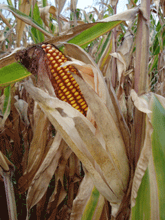Corn, a good source of starch