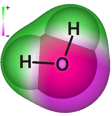 Water structure, showing that the charge distribution is lower around the hydrogen atoms